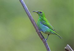 Green Honeycreeper